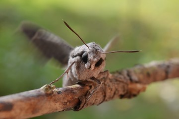 night butterfly on the branch