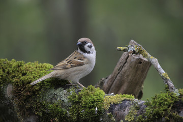 Feldsperling oder Feldspatz (Passer montanus) 