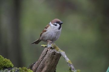 Feldsperling oder Feldspatz (Passer montanus) 