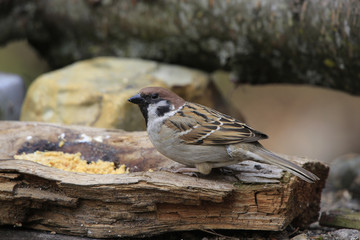 Feldsperling oder Feldspatz (Passer montanus) am Futterplatz im Garten
