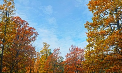 Autumn landscape with colorful trees against the blue sky