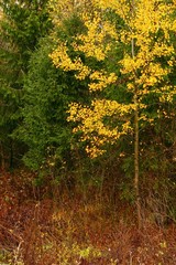 Fototapeta premium Sad autumn landscape