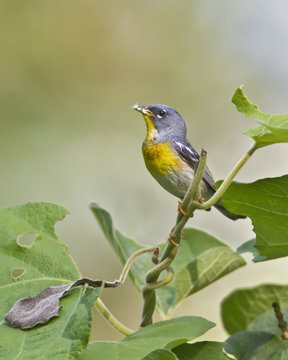 Northern Parula Feeding