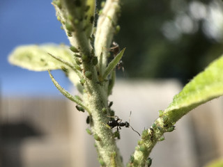 Ant on a plant