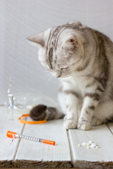 Cat and syringe in vet clinic.