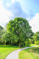 Green Ash, Fraxinus pennsylvanica var. subintegerrima, along a footpath in park