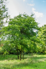 Solitaire Honey locust, Gleditsia caspia, in park landscape