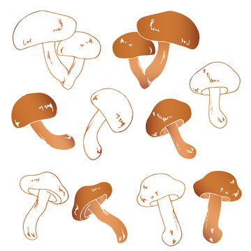 vector illustration of mushrooms 