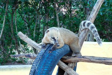 Koati climbing over dry tree trunks