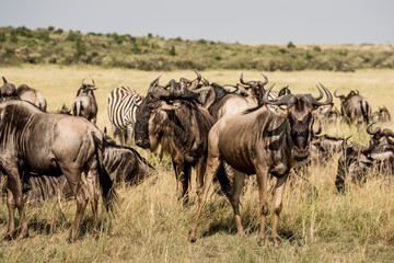 Wildebeest migration. The herd of migrating antelopes goes on dusty savanna. The wildebeests, also called gnus or wildebai, are a genus of antelopes, Connochaetes.