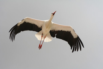 Weißstorch (Ciconia ciconia) im Flug