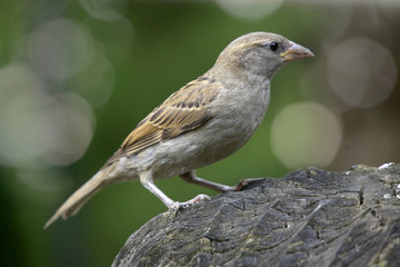 Haussperling (Passer domesticus)