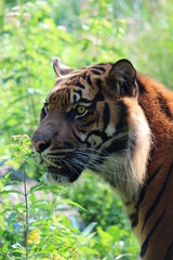 Tiger on the Rotterdam zoo