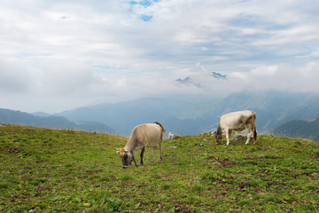 Cows grazing in the Bergamo mountains in italy