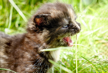 adorable meowing tabby kitten outdoors