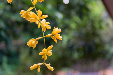 Obraz na płótnie Canvas Yellow flowers on green bokeh background
