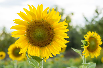 Sunflower in garden with bee