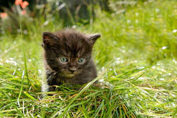 Naklejka na ściany i meble adorable meowing tabby kitten outdoors