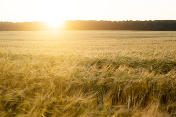 Obraz premium Rye grain harvest on rye field.