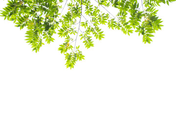 rame leaves on a white background.