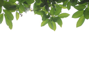 frame leaves on a white background.