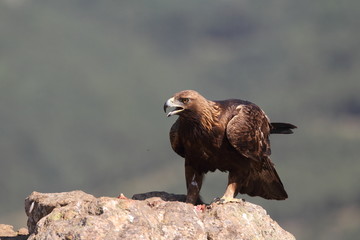 Golden eagle on the rocks