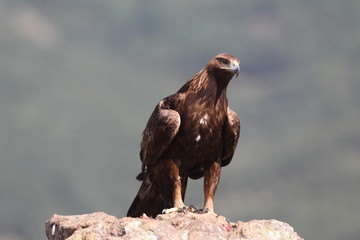 Golden eagle