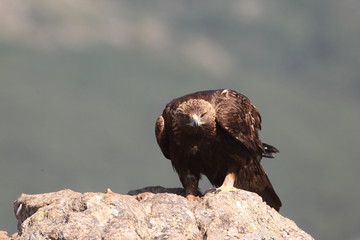 Golden eagle on the alps