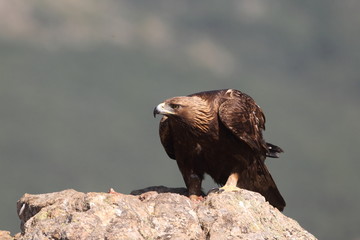 Golden eagle on the rocks