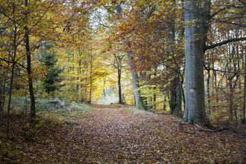 droga w lesie bukowym