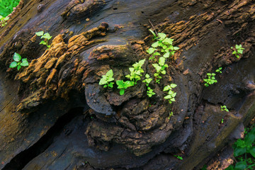 New plant growth on old tree trunk