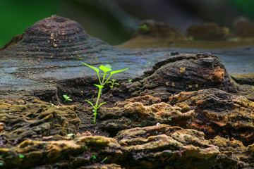 New plant growth on old tree trunk