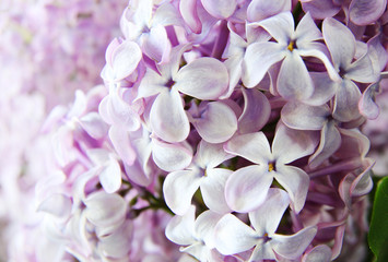 Lilac branch . Selective focus