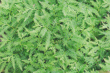 fern green leaf texture 