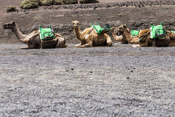 brown camels on a sunny day in Canary islands, Lanzarote. Waiting for tourists to go for a ride