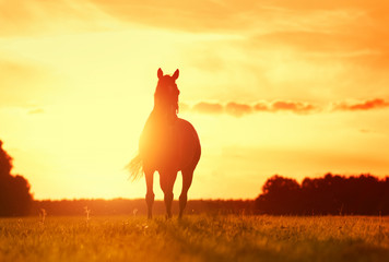 Pferd im Sonnenuntergang - 170605511