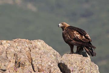 Golden eagle on the alps