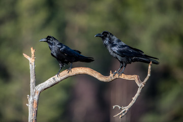 Raven Raven
