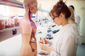 Student of medicine examining anatomical model in lab - obrazy, fototapety, plakaty
