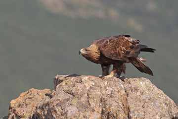 Golden eagle on the rocks