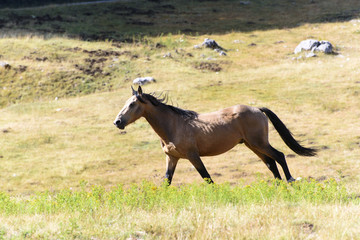 Horse running freely in pasture