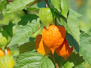 Lampionblume, Physalis alkekengi