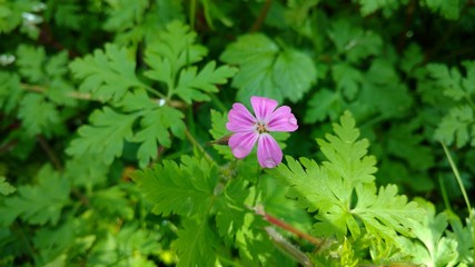 Einzelne Storchschnabelbl&uuml;te inmitteln von gr&uuml;nen Bl&auml;ttern