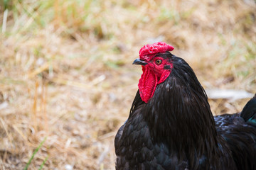 Profile Portrait of a Black Rooster in a Barnyard. Copy Space.