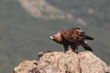 Golden eagle on the alps © Paolo