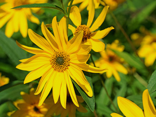 Topinambur, Helianthus tuberosus