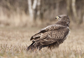 bird
