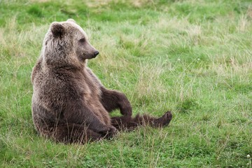 Fototapeta na wymiar Brown bear in the nature 