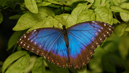 Blue Butterfly