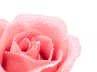 Close-up image of beautiful pink rose flower with droplet isolate on white background. Valentine day, love and wedding concept. Copy space. Selective and soft focus